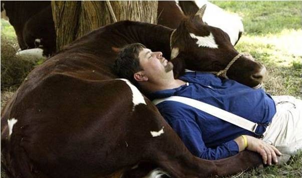 boi-dormir-e1498484793400.jpg